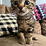Bingle is registered to the contest to win money with this photo: kitten, cat, tabby, pet, animal, indoor, couch, pillow, fur, whiskers, curious, small, cute, young, feline, domestic, closeup, sitting, eyes, cozy