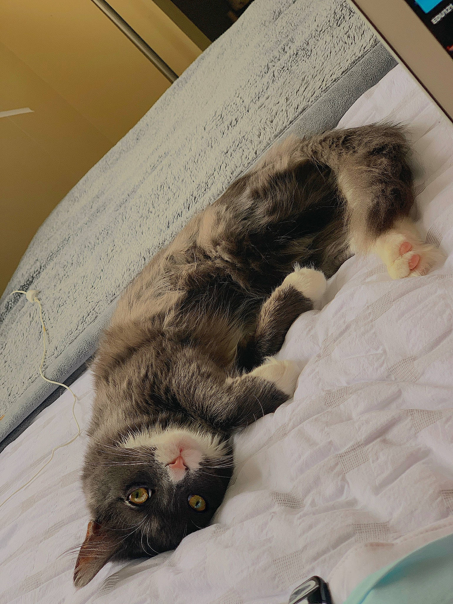 Dublin joined the competition — help win amazing prizes! art, book, carnivore, cat, claw, comfort, domestic_short_haired_cat, felidae, flooring, fur, grey, linens, mammal, paw, room, small_to_medium_sized_cats, tail, textile, whiskers, wood