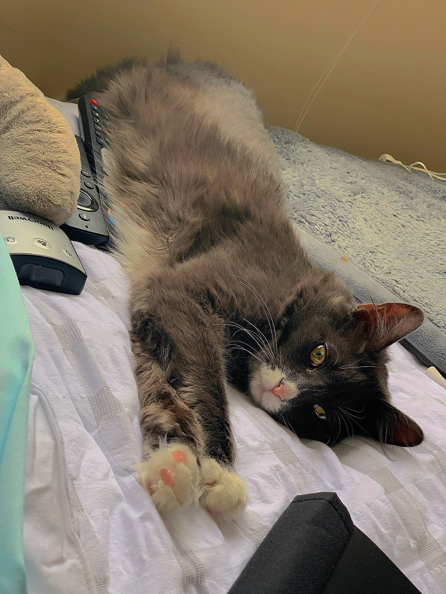 Dublin is registered to the contest to win money with this photo: black_cat, carnivore, cat, claw, comfort, domestic_short_haired_cat, felidae, fur, grey, linens, mammal, nap, paw, room, sleep, small_to_medium_sized_cats, snout, tail, vertebrate, whiskers