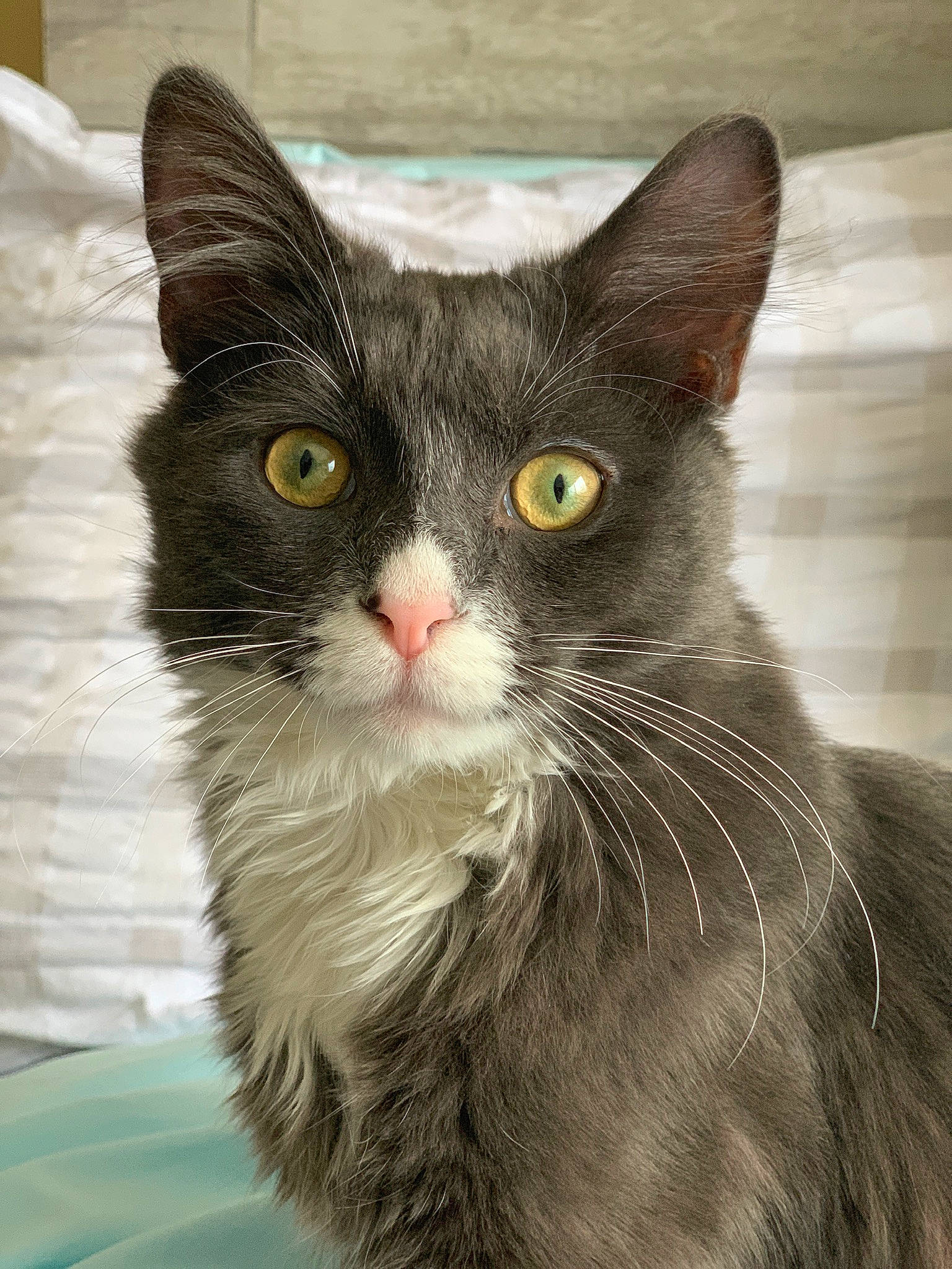 Dublin is registered to the contest to win money with this photo: black_cat, bombay, carnivore, cat, domestic_short_haired_cat, eye, felidae, fur, havana_brown, head, mammal, paw, small_to_medium_sized_cats, snout, tail, terrestrial_animal, whiskers