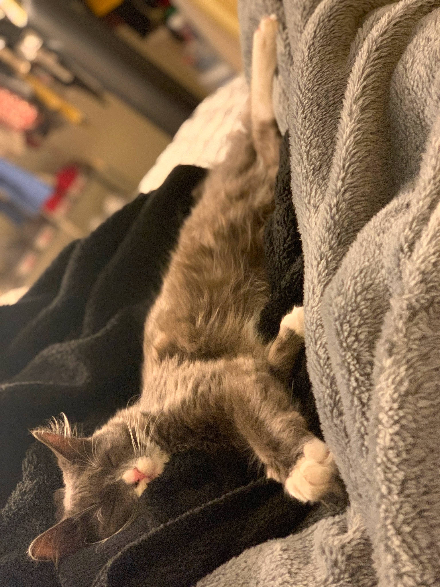 Dublin joined the competition — help win amazing prizes! carnivore, cat, claw, comfort, domestic_short_haired_cat, felidae, fur, grey, human_leg, mammal, nap, paw, sleep, small_to_medium_sized_cats, snout, tail, terrestrial_animal, vertebrate, whiskers, wood