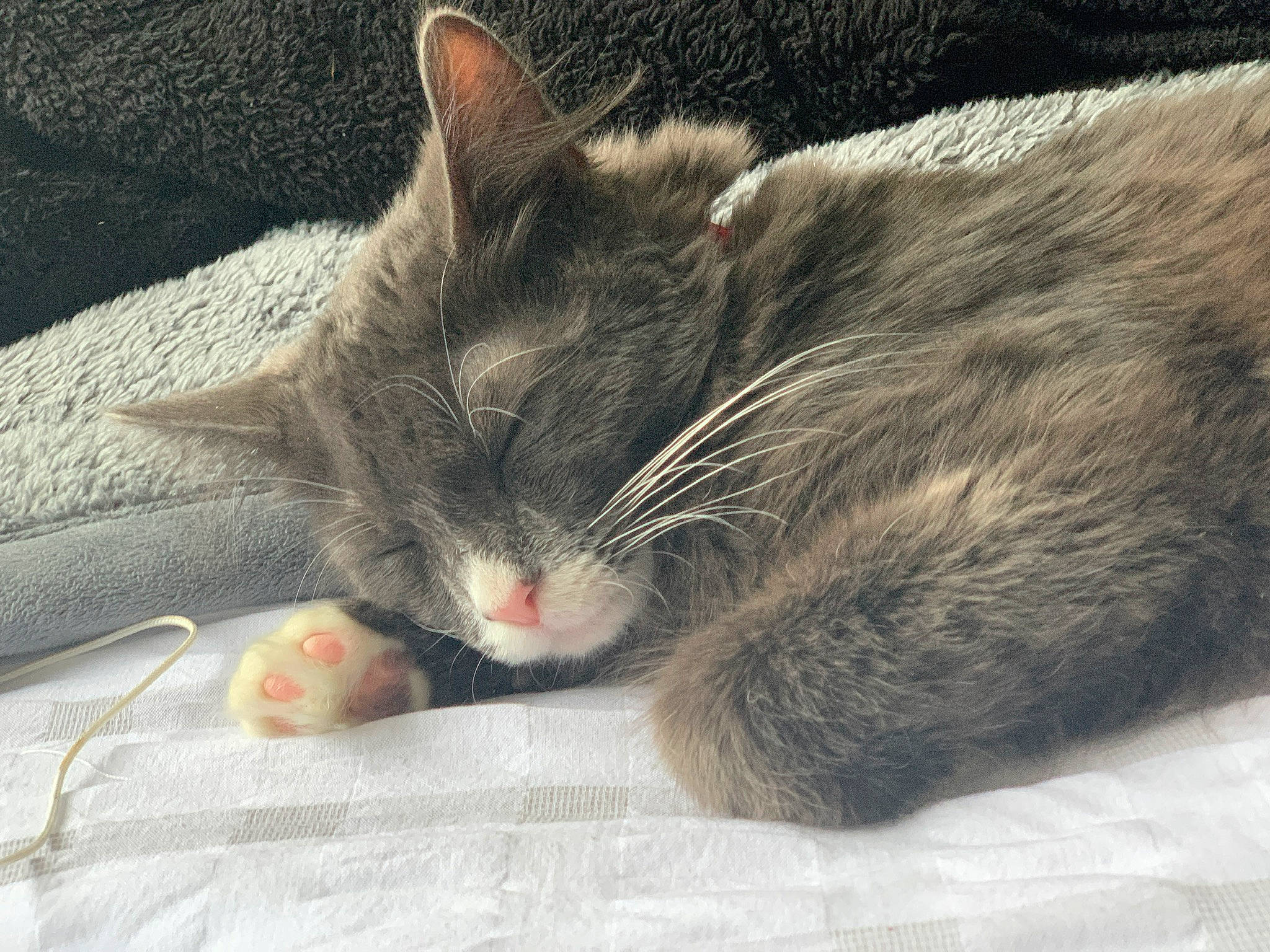 Dublin is registered to the contest to win money with this photo: carnivore, cat, cat_supply, claw, comfort, domestic_short_haired_cat, felidae, fur, grey, linens, nap, paw, sleep, small_to_medium_sized_cats, snout, tail, whiskers