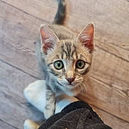 Diogene participe au concours pour gagner de l'argent avec cette photo : animal, cat, curious, cute, ears, floor, foot, fur, green_eyes, indoor, kitten, looking_up, paw, person, pet, playful, sock, tabby, whiskers, wooden_floor