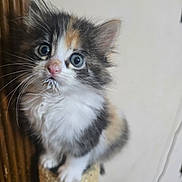 Leila joined the competition — help win amazing prizes! adorable, animal, blue_eyes, calico, cat, close_up, curious, cute, feline, fur, household, indoor, kitten, mammal, pet, scratching_post, sitting, small, whiskers, young