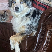 Elsa joined the competition — help win amazing prizes! dog, merle, leather_chair, paws, crossed_paws, cat, sleeping_cat, furniture, indoor, pet, animal, cozy, resting, fur, ears, eyes, quiet, companion, relaxing, domestic