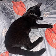 Pirate a rejoint le concours — aidez-le/la à gagner de superbes lots ! bed, bedding, bedroom, black_cat, black_fur, blanket, cat, cozy, furry, indoor, lying_down, patterned_fabric, paws, pet, portrait, quilt, relaxed, resting, sleeping, tail