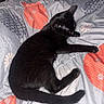 bed, bedding, bedroom, black_cat, black_fur, blanket, cat, cozy, furry, indoor, lying_down, patterned_fabric, paws, pet, portrait, quilt, relaxed, resting, sleeping, tail