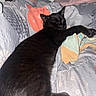animal, bed, bedding, bedroom, black_cat, blanket, cat, cozy, ears, flash_photography, fur, indoors, lying_down, patterned_fabric, paws, pet, portrait, relaxed, sleeping, whiskers
