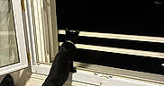 Pirate participe au concours pour gagner de l'argent avec cette photo : animal, balcony, black_cat, cat, collar, cozy, darkness, fluffy_blanket, home, indoors, looking_out_window, night, nighttime, open_window, pet, room, silhouette, standing, window, window_frame