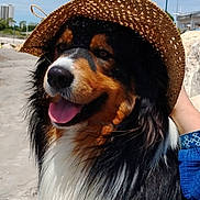 Django participe au concours pour gagner de l'argent avec cette photo : dog, straw_hat, beach, outdoor, sunny, blue_sky, happy, tongue_out, fluffy, black_fur, white_fur, brown_fur, pet, canine, summer, nature, animal, portrait, companion, hat