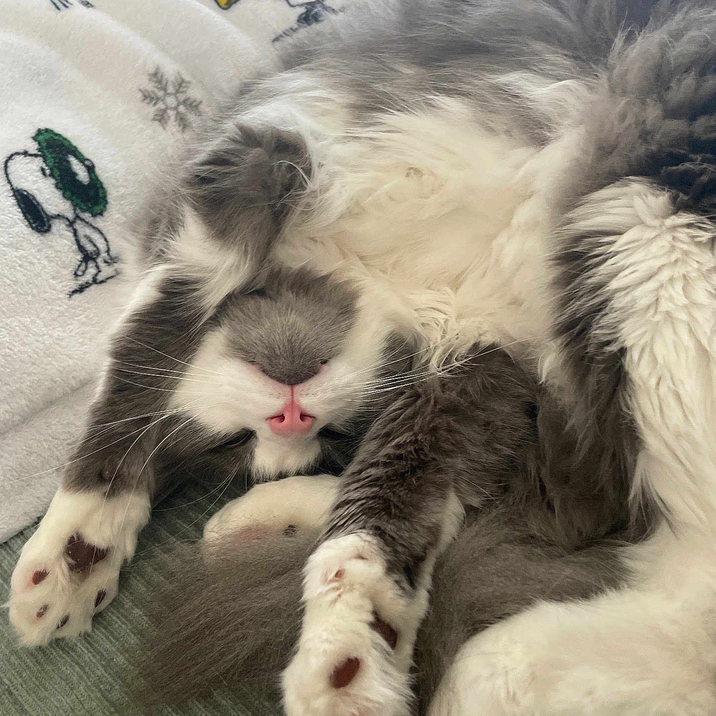 Fluffy joined the competition — help win amazing prizes! cat, sleeping, fluffy, gray, white, paws, cozy, blanket, holiday, indoor, cute, relaxed, fur, pet, resting, animal, soft, napping, comfort, domestic
