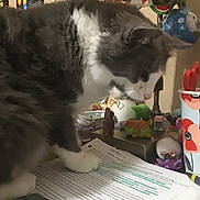 Fluffy is registered to the contest to win money with this photo: cat, gray_cat, white_cat, fluffy, pet, indoor, desk, papers, toys, colorful, cup, flower_pattern, clutter, curious, close_up, feline, domestic_animal, table, household, writing
