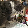 cat, gray_cat, white_cat, fluffy, pet, indoor, desk, papers, toys, colorful, cup, flower_pattern, clutter, curious, close_up, feline, domestic_animal, table, household, writing