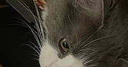 Fluffy joined the competition — help win amazing prizes! cat, close_up, gray_cat, white_cat, whiskers, pink_nose, pet, feline, animal, indoor, curious, soft_fur, portrait, face, looking, domestic_cat, cute, mammal, side_view, fur