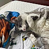 cat, gray_and_white, fluffy, bed, blanket, colorful, cartoon, relaxed, cute, feline, indoor, pet, sleepy, soft, cozy, paw, fur, resting, window, headboard