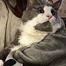 Fluffy is registered to the contest to win money with this photo: cat, gray_cat, white_cat, pet, indoor, cozy, blanket, fur, whiskers, closeup, animal, domestic_cat, face, cute, relaxed, comfort, soft, home, couch, curious