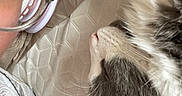 Fluffy joined the competition — help win amazing prizes! bed, cat, close_up, companion, cozy, eyewear, fabric, fur, glasses, head, human, indoor, mattress, nap, person, pet, relaxation, resting, sleeping, whiskers