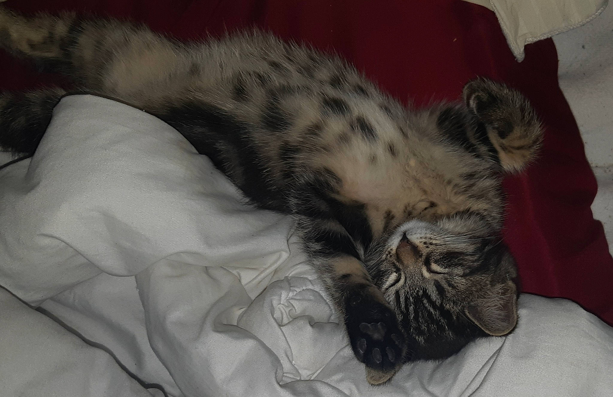 Touco a rejoint le concours — aidez-le/la à gagner de superbes lots ! big_cats, carnivore, cat, claw, comfort, domestic_short_haired_cat, eye, fawn, felidae, fur, grey, linens, nap, paw, small_to_medium_sized_cats, snout, tail, terrestrial_animal, whiskers, wildlife