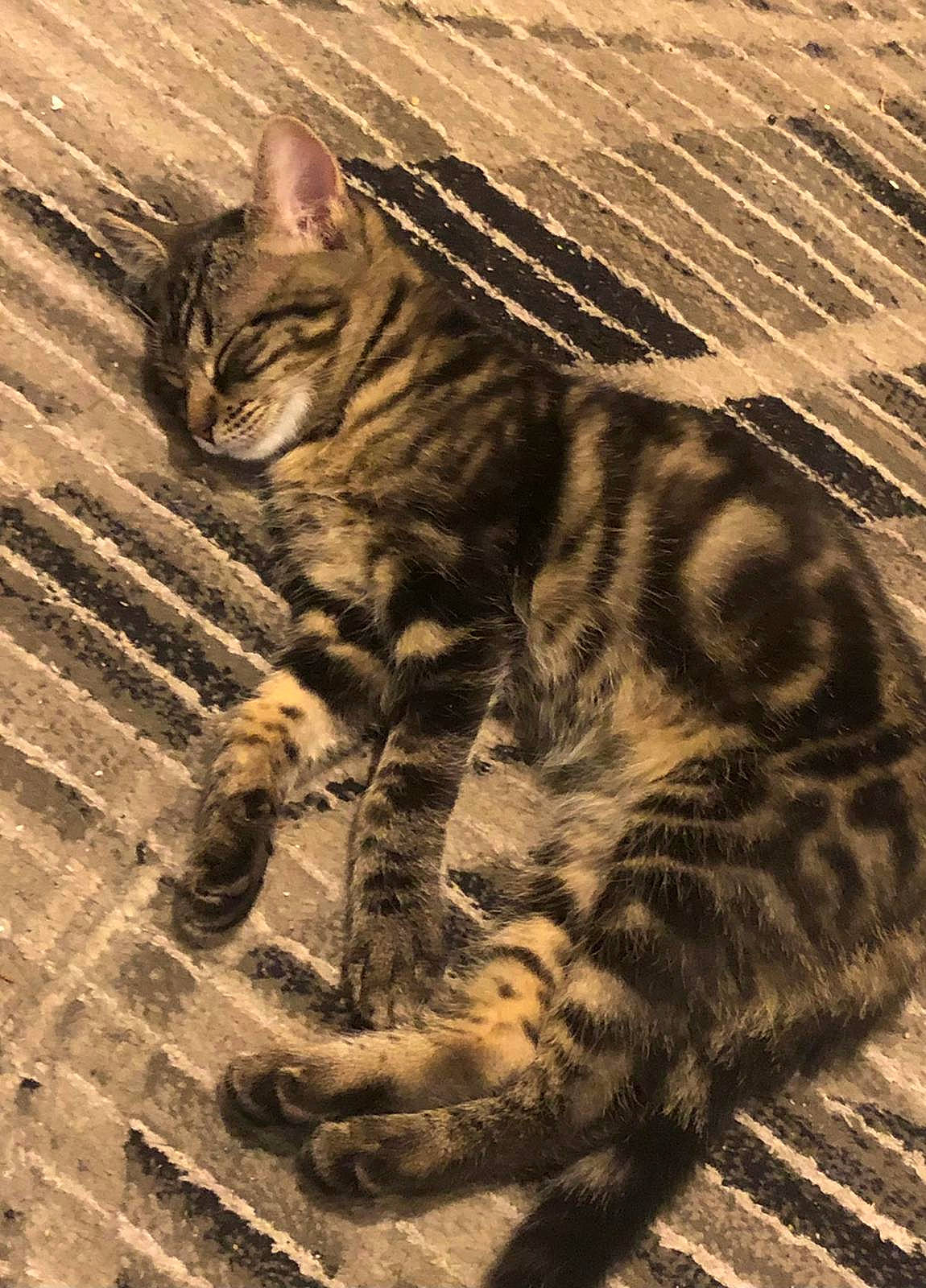 Touco a rejoint le concours — aidez-le/la à gagner de superbes lots ! carnivore, cat, claw, domestic_short_haired_cat, fawn, felidae, foot, fur, grass, organism, paw, sand, sitting, small_to_medium_sized_cats, snout, tail, terrestrial_animal, whiskers, wildlife, wood