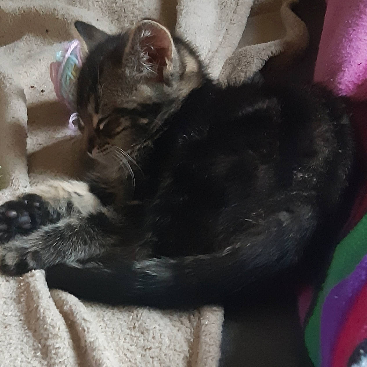 Touco participe au concours pour gagner de l'argent avec cette photo : black_cat, carnivore, cat, cat_supply, claw, comfort, domestic_short_haired_cat, ear, felidae, fur, grey, mammal, nap, paw, small_to_medium_sized_cats, snout, tail, terrestrial_animal, whiskers