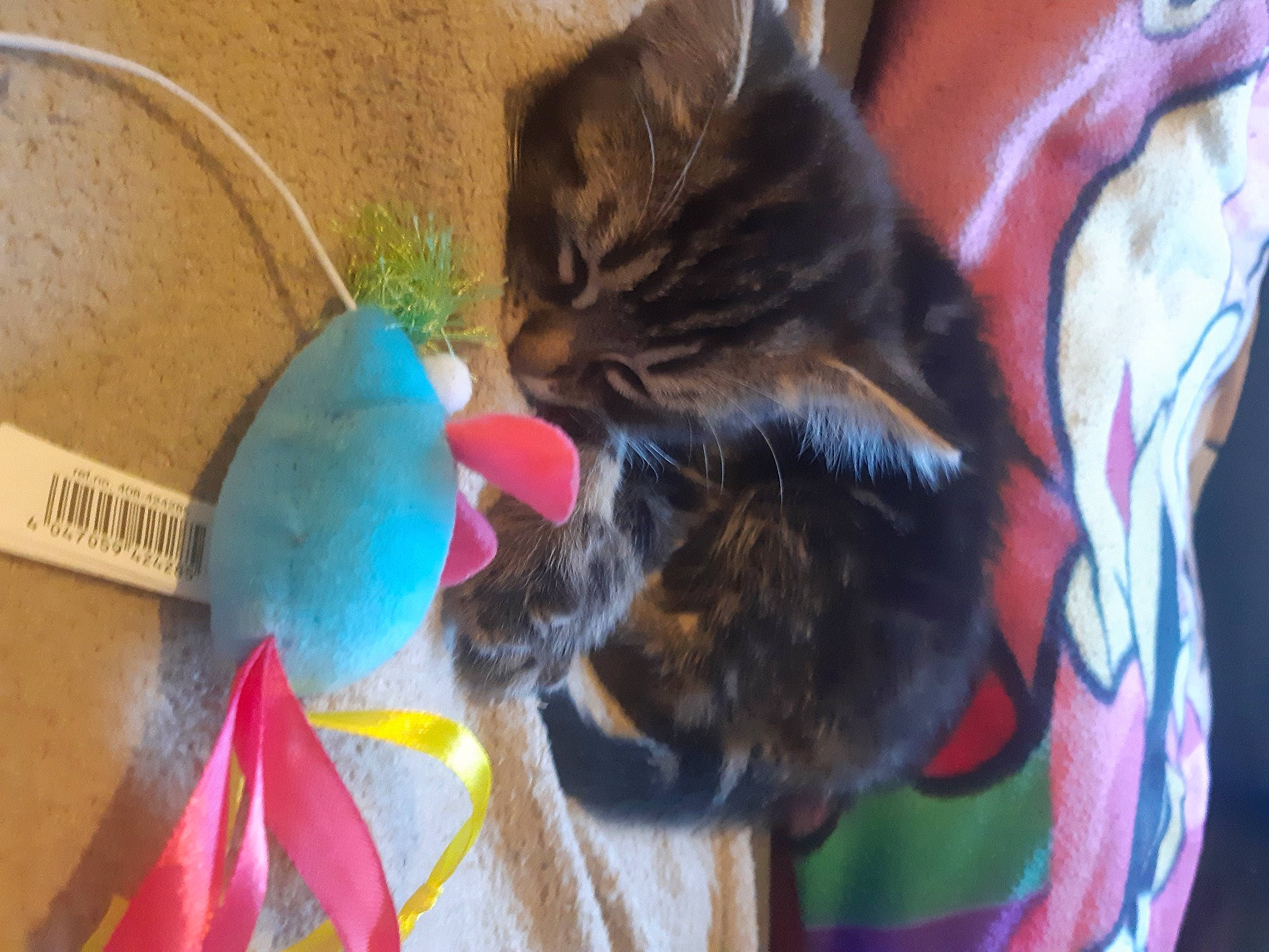 Touco participe au concours pour gagner de l'argent avec cette photo : art, carnivore, cat, cat_supply, cat_toy, claw, comfort, domestic_short_haired_cat, electric_blue, fawn, felidae, fur, paw, pet_supply, small_to_medium_sized_cats, stuffed_toy, tail, toy, whiskers, wool