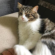 Nala participe au concours pour gagner de l'argent avec cette photo : cat, tabby, white_fur, paw, hand, feline, pet, indoor, soft_surface, relaxed, sleepy, closeup, fur, animal, whiskers, domestic_cat, resting, comfort, cozy, person