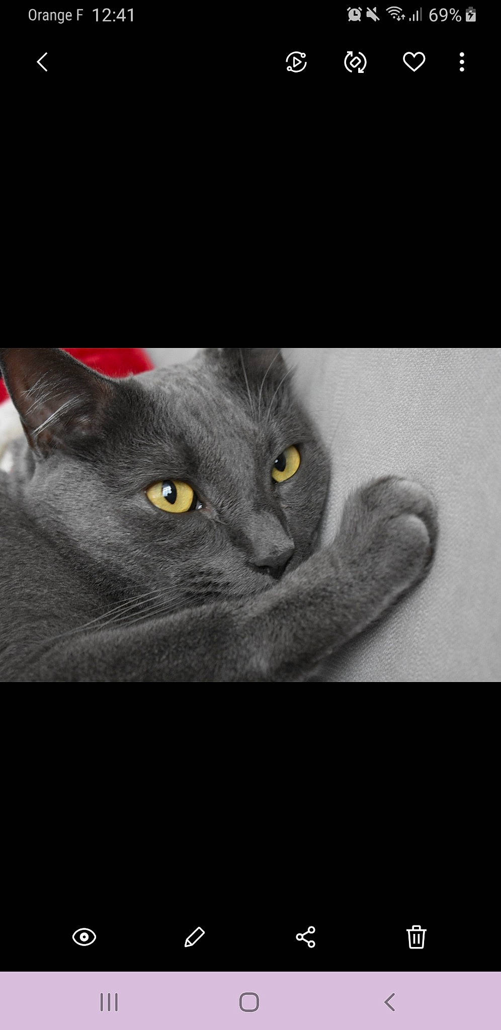 Kim'Inou participe au concours pour gagner de l'argent avec cette photo : asian, black_and_white, black_cat, british_shorthair, carnivore, cat, chartreux, domestic_short_haired_cat, eye, felidae, kitten, korat, mammal, nebelung, photo_caption, russian_blue, small_to_medium_sized_cats, snout, whiskers