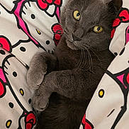 Kim'Inou participe au concours pour gagner de l'argent avec cette photo : animal, bed, bedding, cat, comfortable, cozy, cute, domestic_animal, fur, gray_cat, hello_kitty, indoor, pattern, pet, relaxed, resting, sleepy, soft, whiskers, yellow_eyes