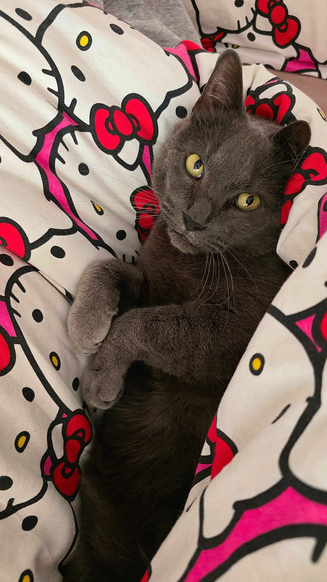 Kim'Inou participe au concours pour gagner de l'argent avec cette photo : animal, bed, bedding, cat, comfortable, cozy, cute, domestic_animal, fur, gray_cat, hello_kitty, indoor, pattern, pet, relaxed, resting, sleepy, soft, whiskers, yellow_eyes