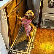 Izzy joined the competition — help win amazing prizes! appliance, bowl, cabinet, clothing, curious, cute, dog, floor, gray_sweatpants, hoodie, indoor, kitchen, oven, person, pet, pink, rug, sink, standing, wooden_floor