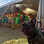 alien, animal, background, carnival, celebration, colorful, dog, fair, festival, flags, french_bulldog, fun, hay_bale, inflatable, leash, lights, night, outdoor, pet, tent