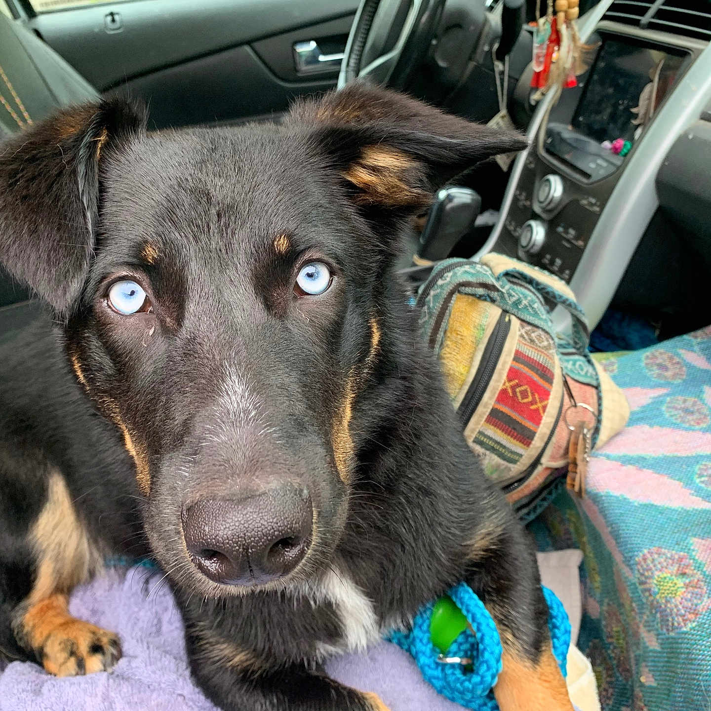 Bear is registered to the contest to win money with this photo: animal, bag, black_fur, blanket, blue_eyes, canine, car_interior, close_up, comfort, curious, dog, domestic_animal, front_seat, fur, indoors, leash, paw, pet, portrait, seat