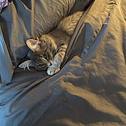 Rebel joined the competition — help win amazing prizes! cat, kitten, bed, bedding, blanket, duvet, pillow, gray_cat, fur, paw, ear, eye, cozy, indoor, pet, sleeping, lounging, fabric, comforter, bedroom
