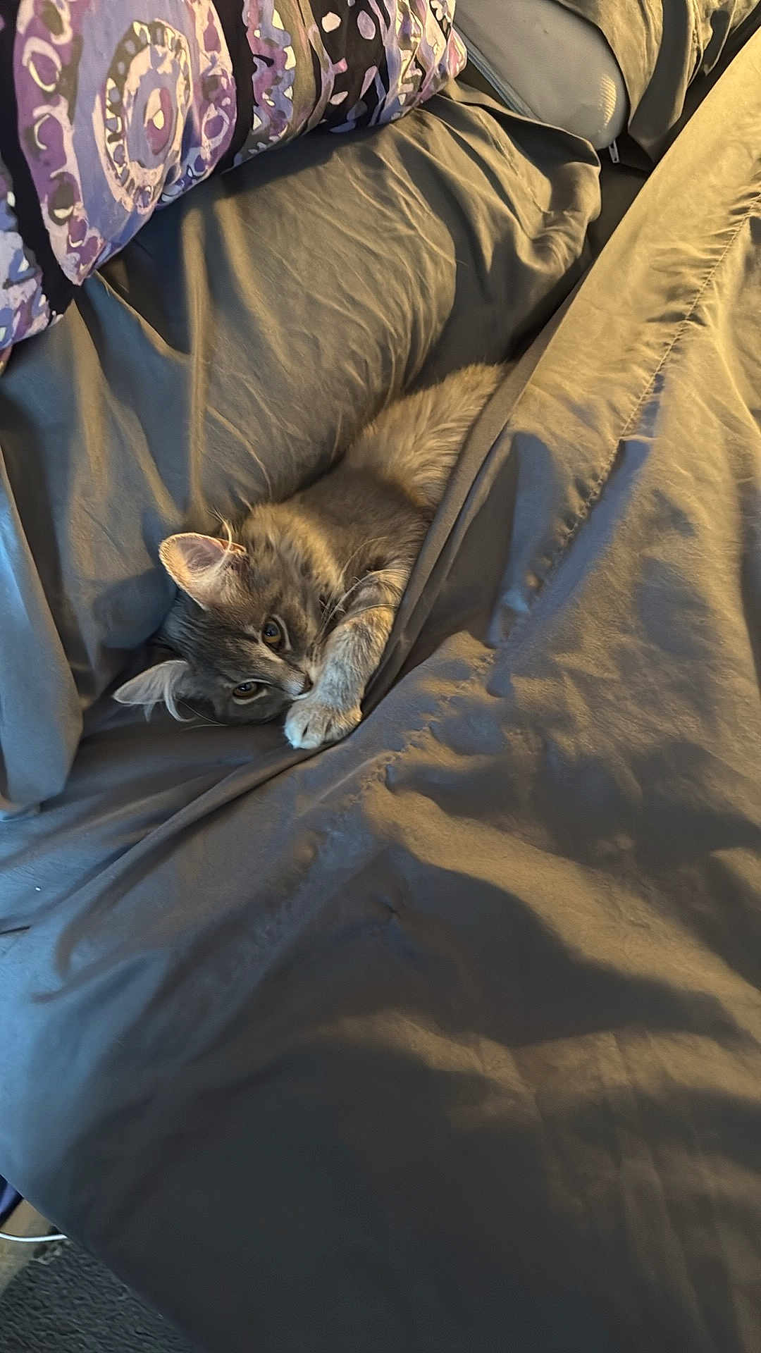 Rebel joined the competition — help win amazing prizes! cat, kitten, bed, bedding, blanket, duvet, pillow, gray_cat, fur, paw, ear, eye, cozy, indoor, pet, sleeping, lounging, fabric, comforter, bedroom