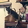 Simba is registered to the contest to win money with this photo: cat, gray_cat, basket, wooden_cabinet, kitchen, decor, jar, paper_towel_holder, wooden_sign, indoor, furniture, pet, animal, resting, curious, tail, wall, shelf, household, cozy