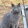 alert, animal, calm, cat, close_up, daylight, ears, feline, fur, grass, gray_cat, leaves, nature, outdoor, pet, sitting, whiskers, wildlife, wooden_railing, yellow_eyes