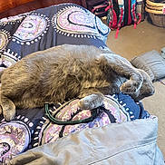 Simba joined the competition — help win amazing prizes! cat, gray_cat, bed, blanket, patterned_blanket, pillow, carpet, indoor, relaxed, sleeping_cat, pet, feline, fur, cozy, home, room, clutter, cushion, paw, domestic_animal