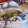 bed, blanket, carpet, cat, clutter, cozy, cushion, domestic_animal, feline, fur, gray_cat, home, indoor, patterned_blanket, paw, pet, pillow, relaxed, room, sleeping_cat