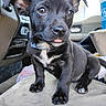 animal, black_dog, blue_collar, car, closeup, curious, cute, dog, floor_mat, indoors, nose, paw, pet, puppy, seat, sitting, small_dog, tongue_out, vehicle_interior, young_dog