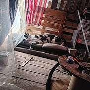 Winter is registered to the contest to win money with this photo: american_flag, black_and_white, clutter, cushion, dog, fabric, hose, indoor, industrial, pet, plastic_sheeting, relaxing, resting, screwdriver, sleeping, table, tools, wooden_floor, wooden_wall, workshop