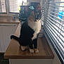 cat, calico_cat, animal, pet, kitchen, countertop, window, window_blinds, coffee_machine, mug, wood, natural_light, indoor, feline, sitting, curious, domestic_animal, whiskers, tail, floor