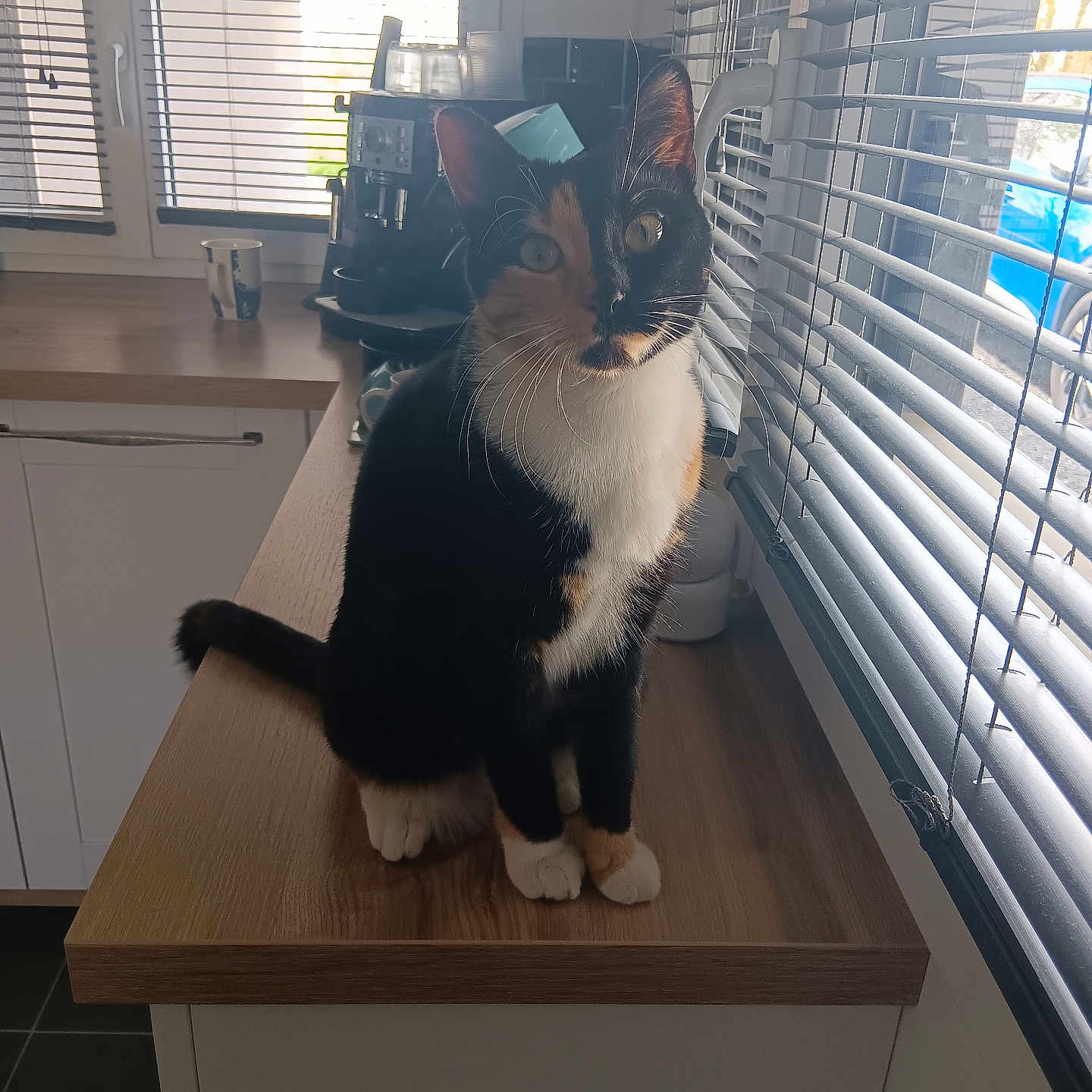 Tina participe au concours pour gagner de l'argent avec cette photo : animal, calico_cat, cat, coffee_machine, countertop, curious, domestic_animal, feline, floor, indoor, kitchen, mug, natural_light, pet, sitting, tail, whiskers, window, window_blinds, wood