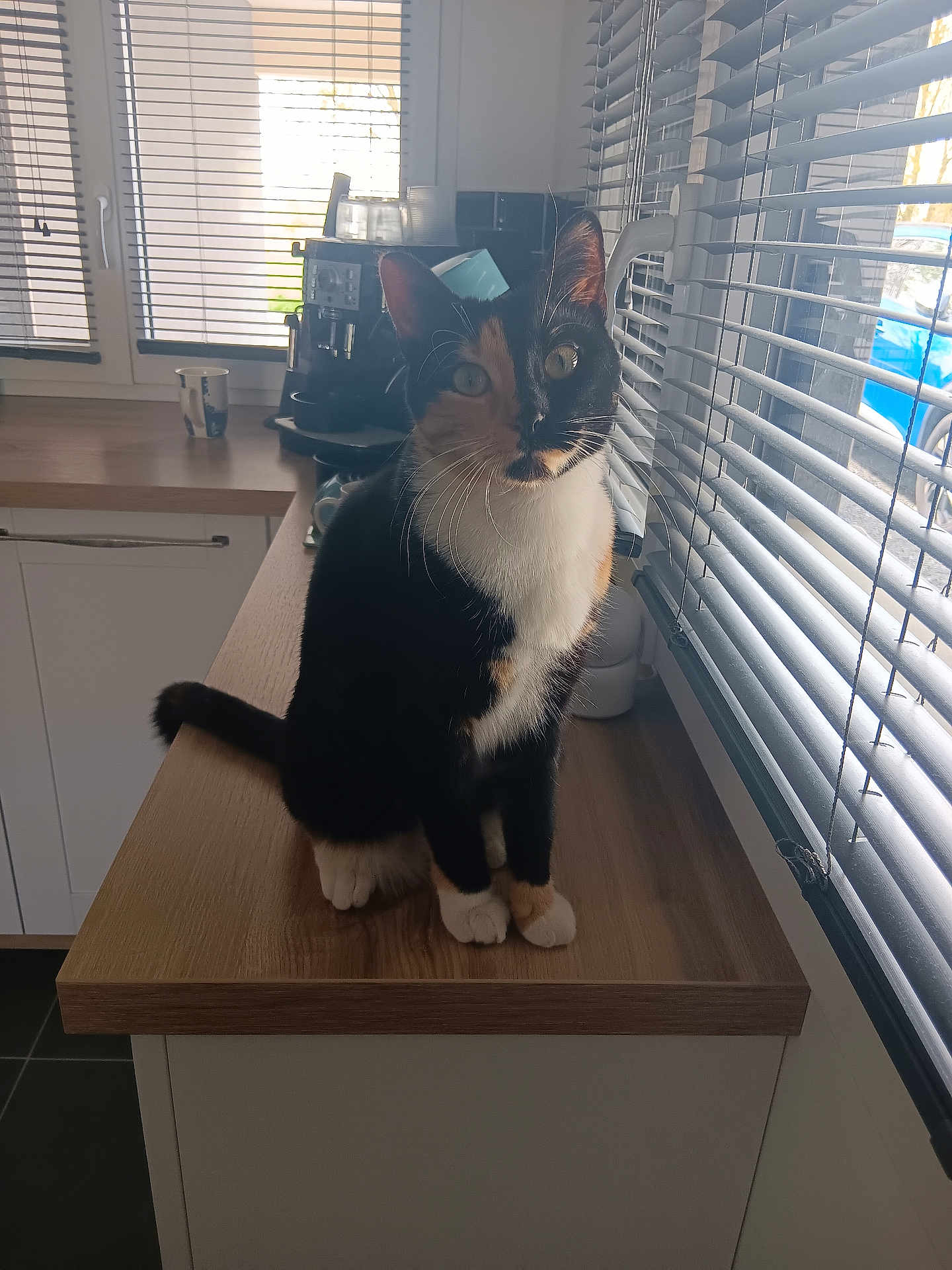 Tina participe au concours pour gagner de l'argent avec cette photo : cat, calico_cat, animal, pet, kitchen, countertop, window, window_blinds, coffee_machine, mug, wood, natural_light, indoor, feline, sitting, curious, domestic_animal, whiskers, tail, floor