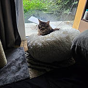 Rio participe au concours pour gagner de l'argent avec cette photo : cat, furry, pet_bed, indoor, window, glass_door, greenery, plant, curtain, carpet, floor, furniture, relaxed, animal, domestic_animal, cozy, resting, looking_outside, home, natural_light