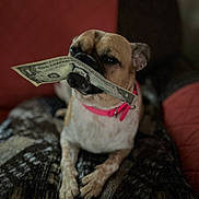 Fawn is registered to the contest to win money with this photo: dog, puppy, small_dog, short-haired, brown, white, animal, pet, portrait, sitting, dollar_bill, money, collar, pink_collar, indoors, blanket, couch, cozy, funny, mouth