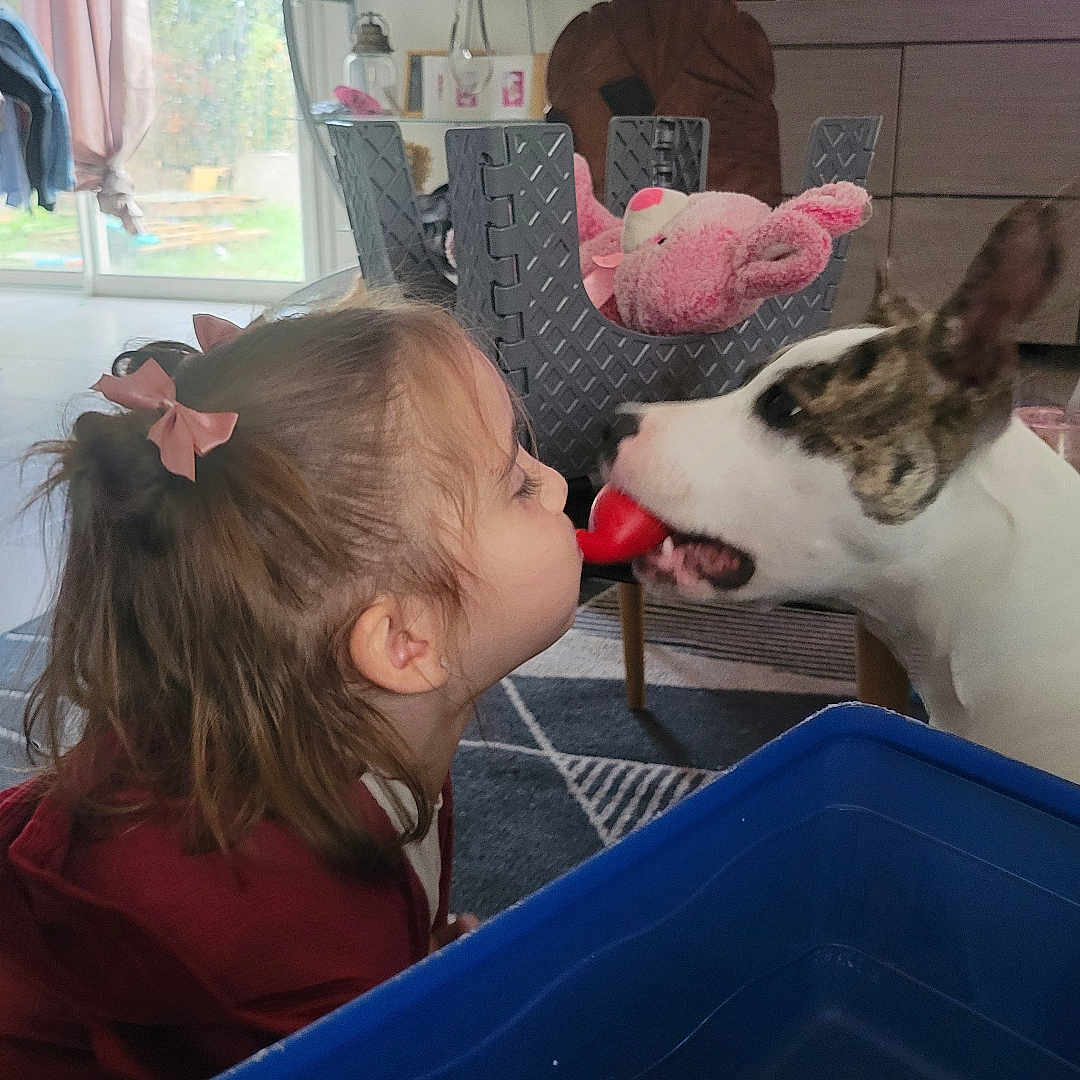 Lulu a rejoint le concours — aidez-le/la à gagner de superbes lots ! child, dog, toy, indoor, living_room, curtains, furniture, television, pink_bow, hair, carpet, plastic_container, shelf, decor, playful, pet, interaction, cute, home, family