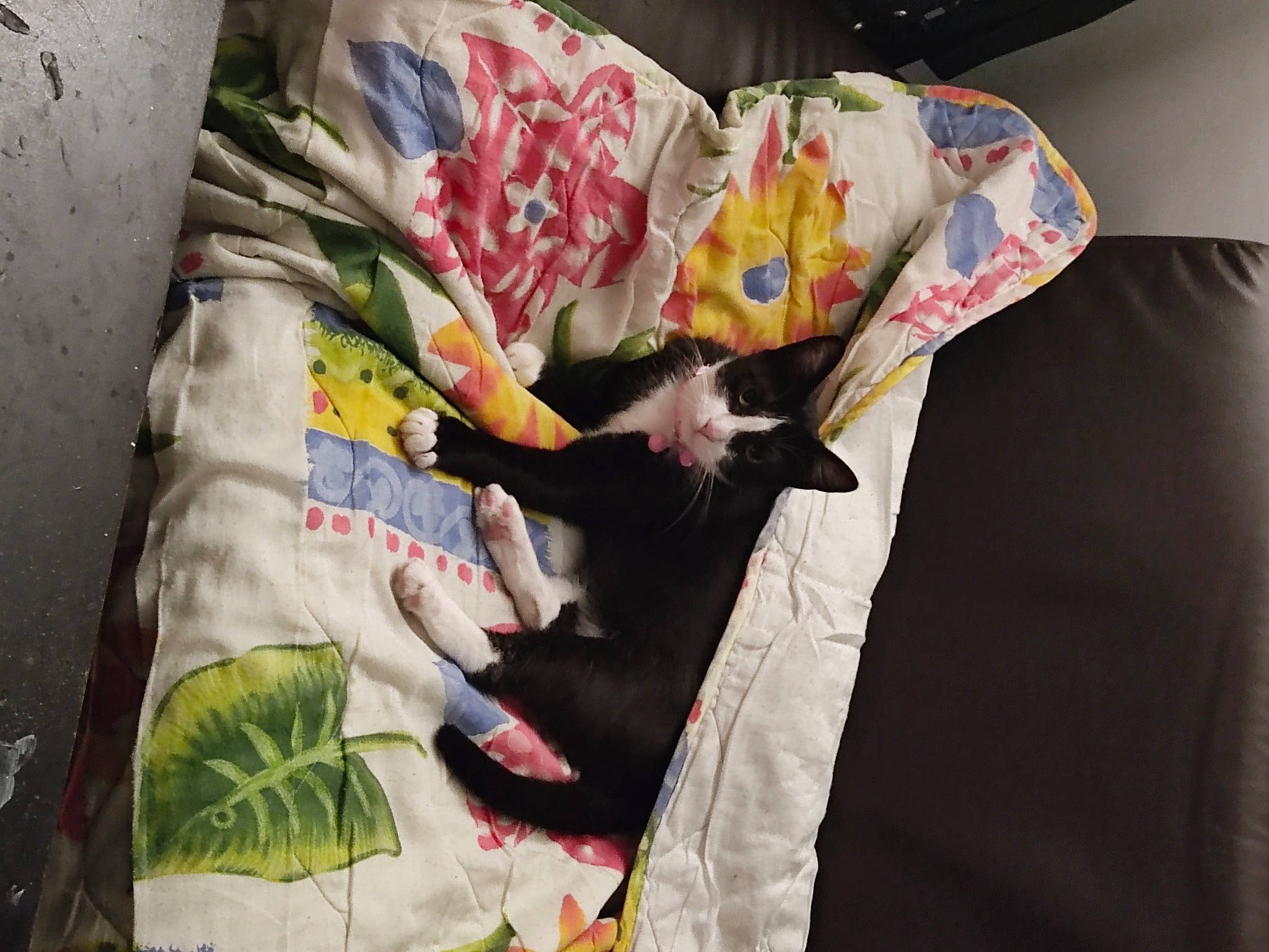 Nanette participe au concours pour gagner de l'argent avec cette photo : baby_products, bag, bed_sheet, bedding, carnivore, comfort, couch, curtain, felidae, linens, paper, pattern, pillow, plant, room, sleeve, small_to_medium_sized_cats, t_shirt, textile, tree