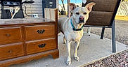 Mazelyn Mae is registered to the contest to win money with this photo: dog, outdoor, patio, furniture, wooden_chest, barbecue_grill, chair, concrete, rocks, collar, sunny, daylight, wall, tree, backyard, pet, animal, curious, light_colored_dog, calm