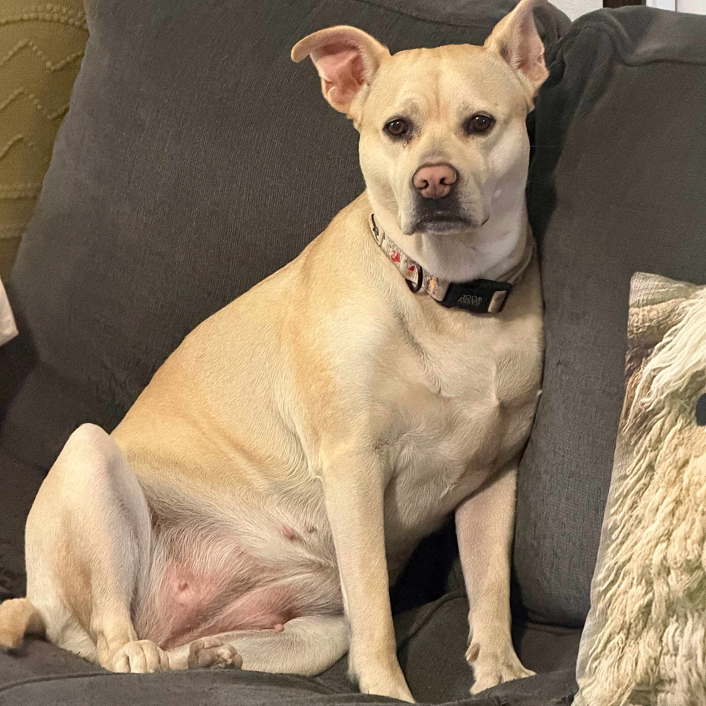 Mazelyn Mae is registered to the contest to win money with this photo: dog, couch, indoor, pet, light_fur, collar, seated, looking_at_camera, furniture, cushion, living_room, relaxed, canine, domestic_animal, comfort, home_interior, brown_nose, ears_up, portrait, animal