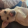 Mazelyn Mae is registered to the contest to win money with this photo: dog, canine, pet, lying_down, relaxed, indoor, sofa, couch, pillow, light_colored, ears, paw, resting, fur, nose, whiskers, sleepy, close_up, cozy, home